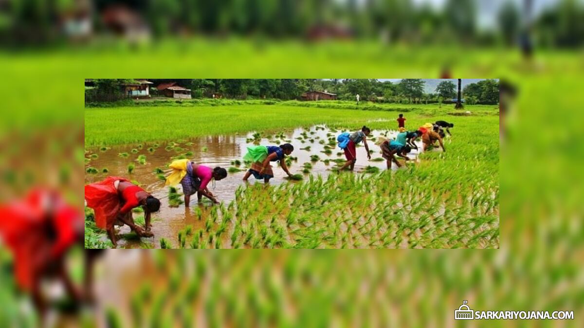 Price Deficiency Payment PDP Scheme For Oilseeds Farmers To Ensure MSP