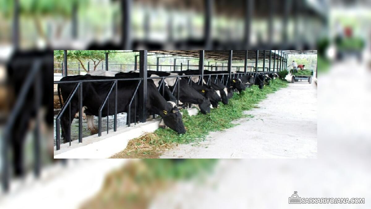 Subsidy Modern Dairy Centers Punjab
