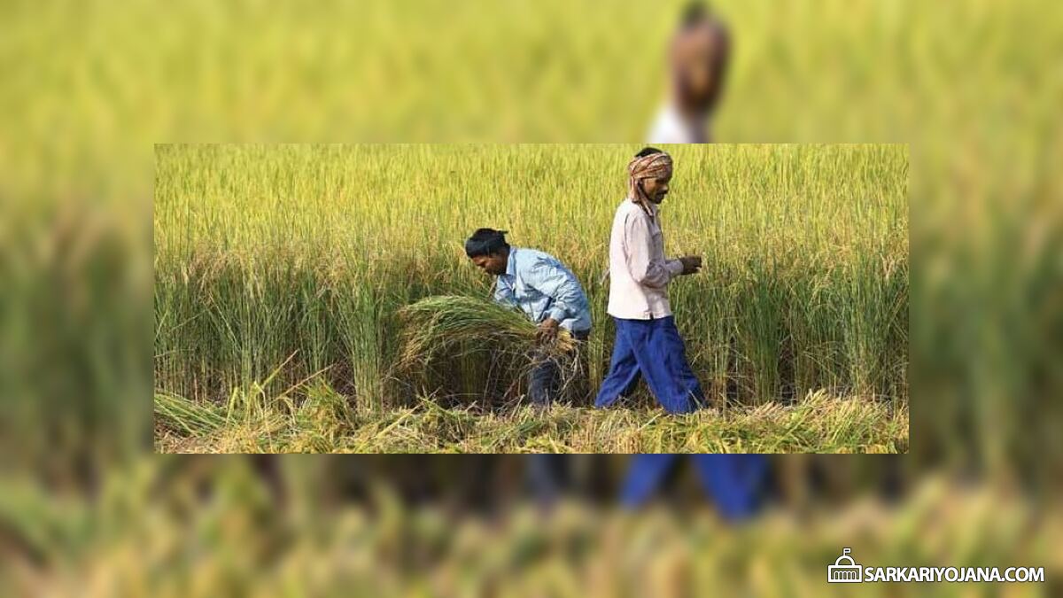 असम किसान कर्ज माफी योजना – 8 लाख किसानों का 25 प्रतिशत तक कर्ज माफ़