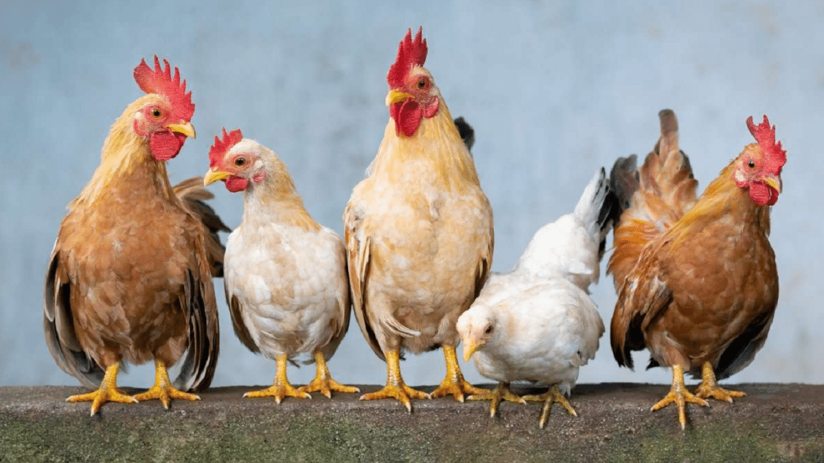 Tamil Nadu Free Country Chicken Scheme