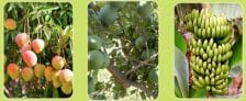 Telangana Rythu Bandhu Scheme Online