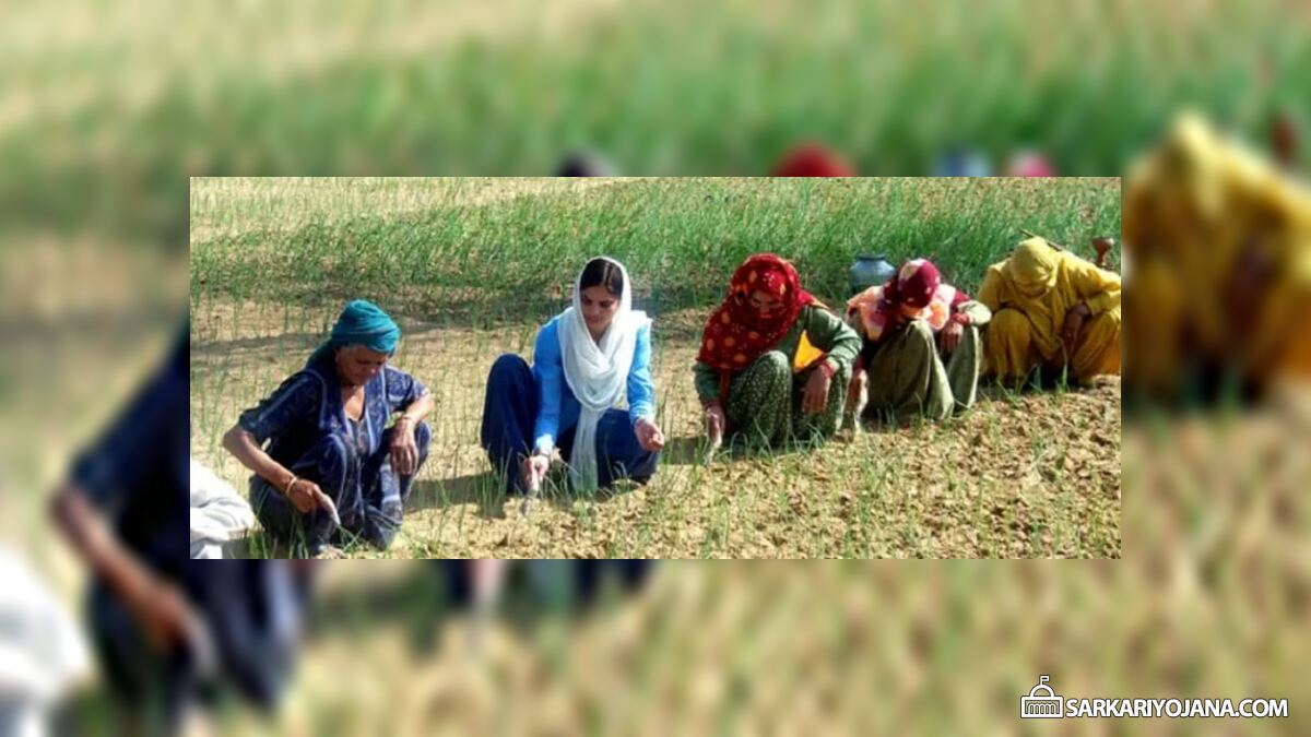 New Wheat Variety in Haryana & Punjab (DBW-187 / Karan Vandana) for Farmers