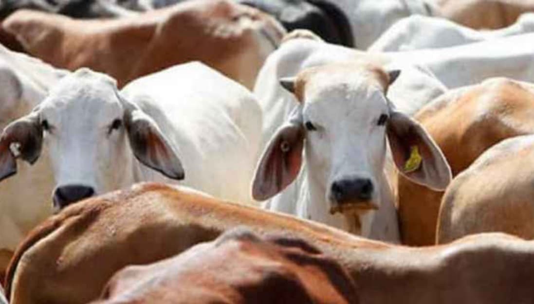 MP Pashu Dhan Bima Yojana Insurance Cattle Owners