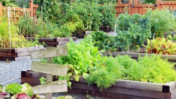 AP Home Herbal Garden Scheme