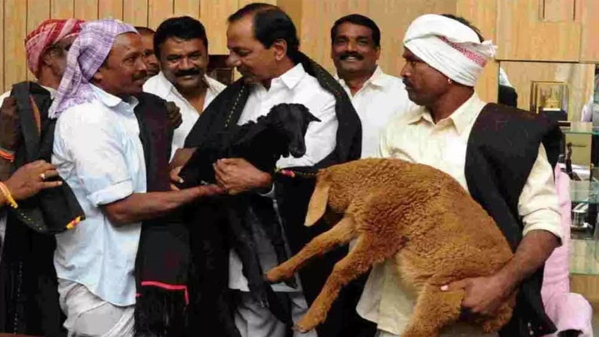 Telangana Sheep Distribution Scheme