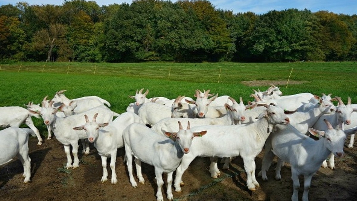 Free Cow Goat and Sheep Scheme Tamil Nadu
