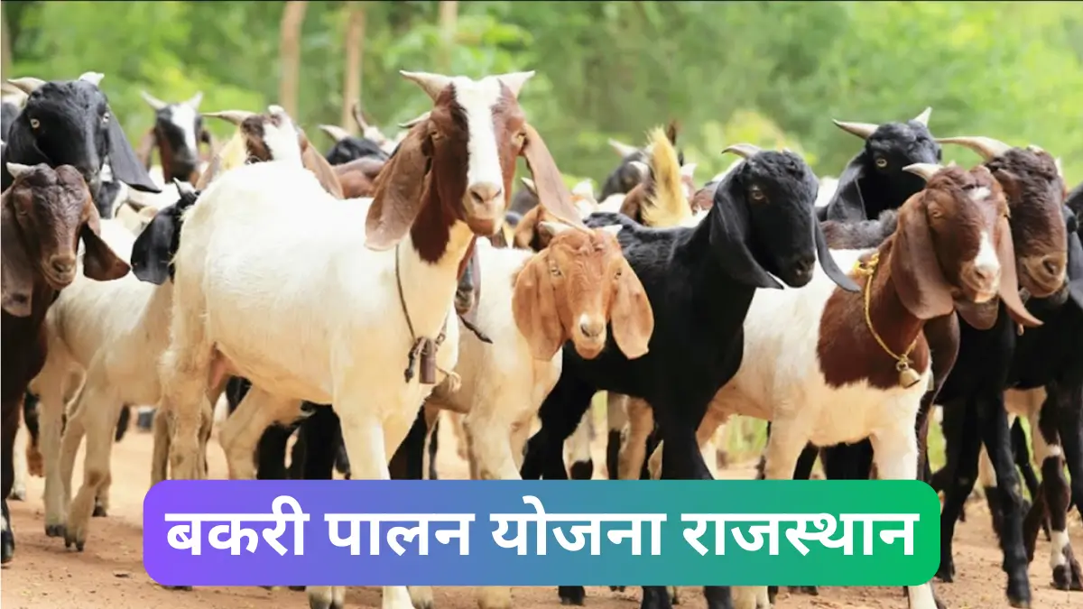 Bakri Palan Loan Yojana Rajasthan